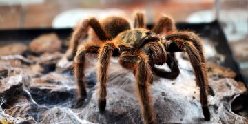 Tarantula