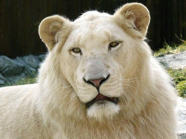 lion blanc