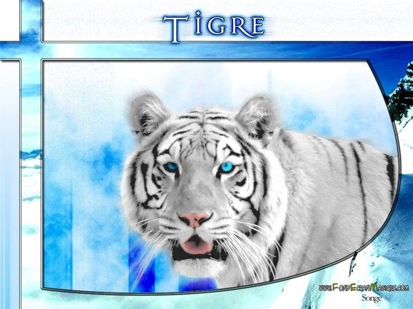 tigre