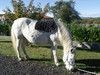 COULEUR SUR CHEVAL GRIS