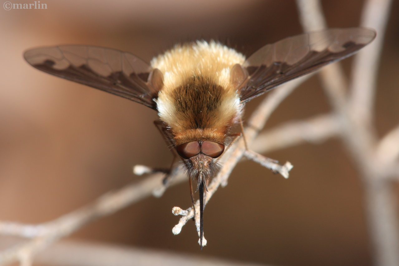 Bee Fly Bombylius major