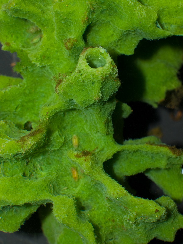 spongilla sp. freshwater sponge