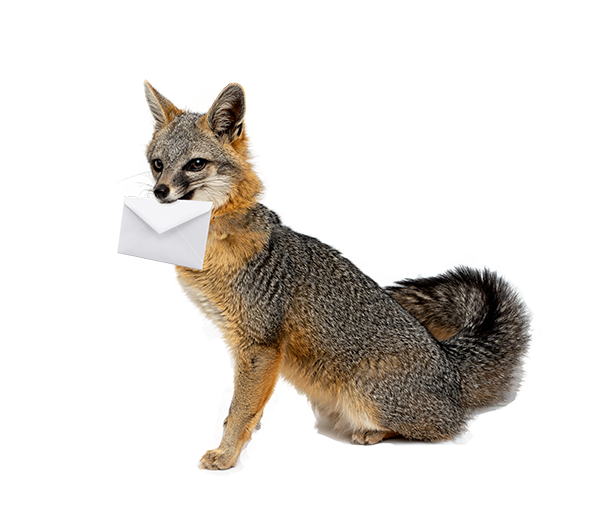 Fox with envelope in its mouth