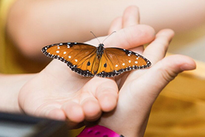 Child with butterfly on hand