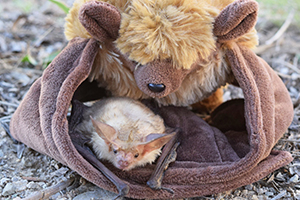 Plush bat holding small real bat