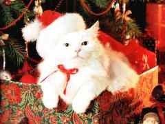 NOEL