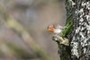 Rougegorge familier (France, dépt Vienne, 02/25)