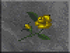 DF-icon-ingredient-Yellow rose.png