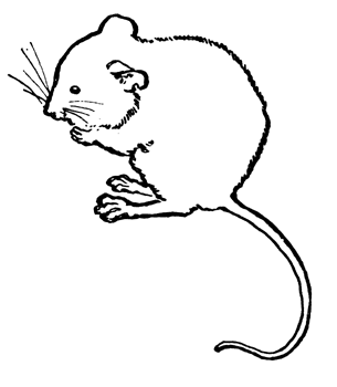 Mouse Clip Art