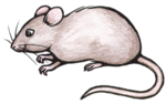 Mouse Clip Art