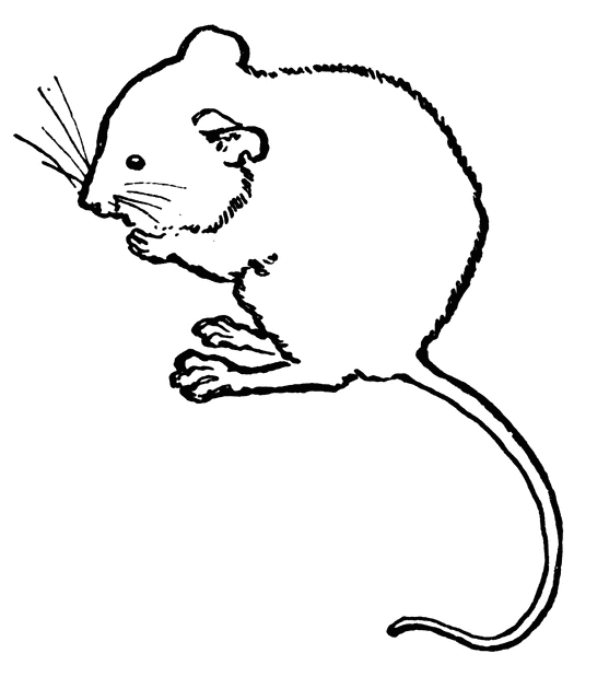 Mouse Clip Art