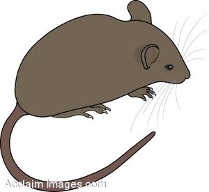 mouse%20clipart