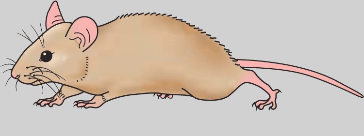 mouse%20clipart