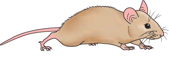 mouse%20clipart