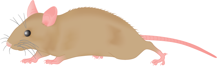 mouse%20clipart