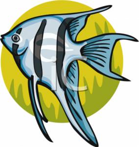 angel%20fish%20clipart