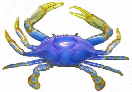 blue%20crab%20logo