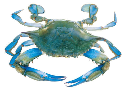 blue%20crab%20painting