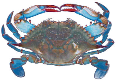 blue%20crab%20painting