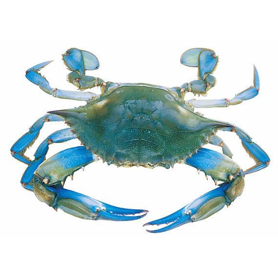 blue%20crab%20painting