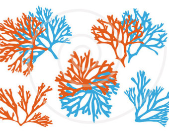 coral%20clipart