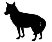 Coyote Clip Art