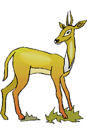 Gazelle Clip Art