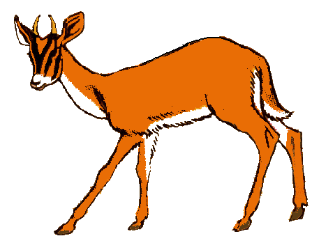 Gazelle Clip Art