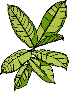 leaves clipart