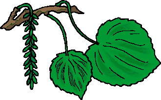 leaves clipart