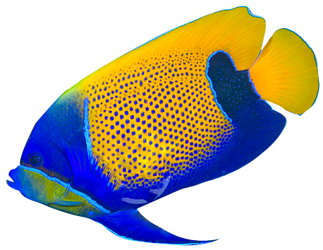 tropical%20fish%20clipart