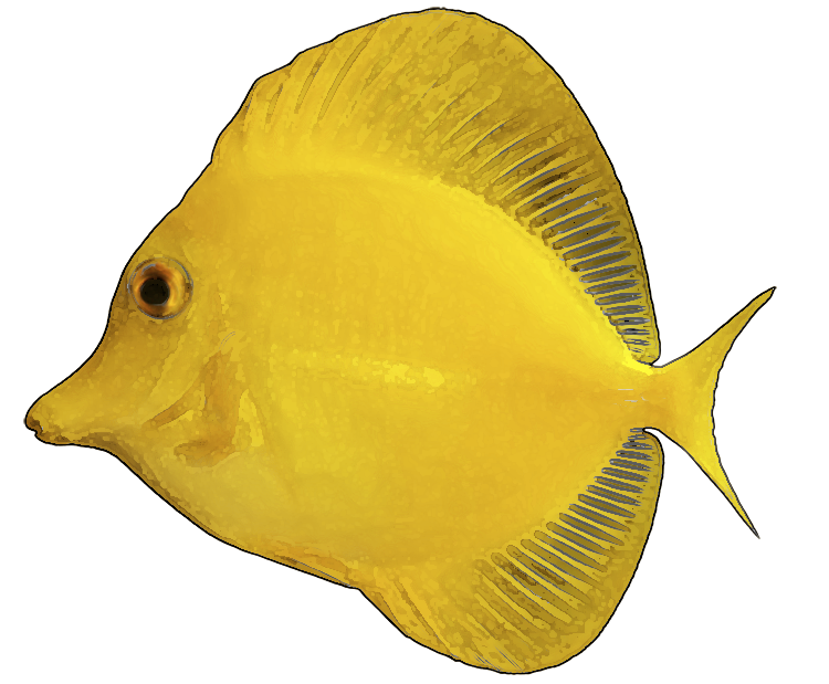 yellow%20fish%20clip%20art