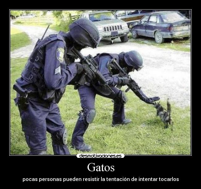 carteles gatos desmotivaciones