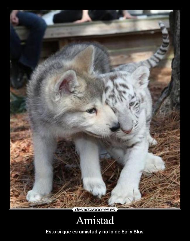 carteles amistad gato perro lobo tigre blanco gris amistad carino cachorro pequenos desmotivaciones