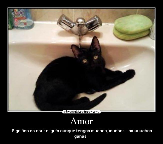 carteles amor amor salem gato gatos animales animal motivacion desmotivacion negro grifo mascotas desmotivaciones