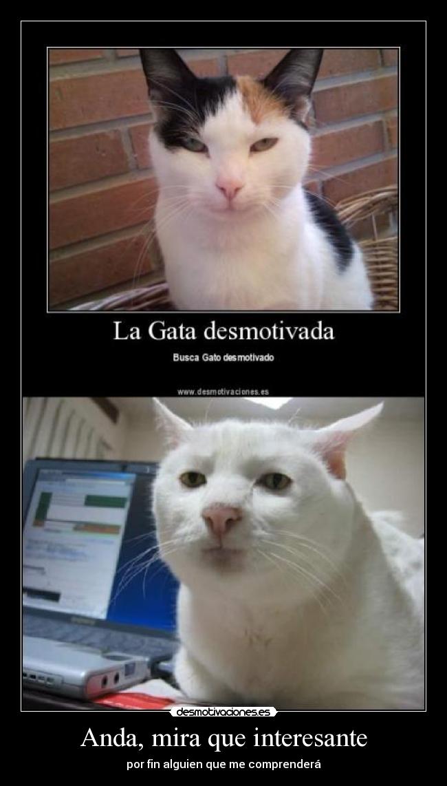 carteles gatosgata desmotivados serious cat nathan drake desmotivaciones