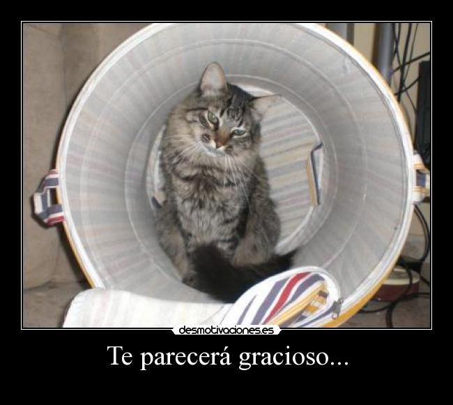 carteles minino gatito cubo encerrado desmotivaciones