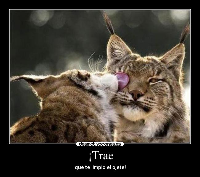 carteles linces desmotivaciones