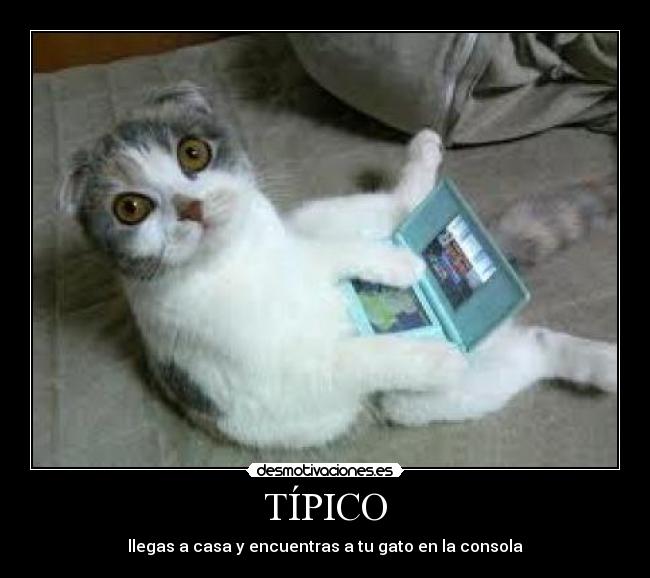 carteles gatete desmotivaciones
