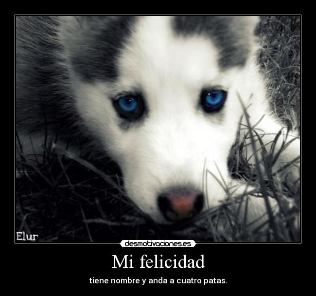 carteles felicidad perro amor carino felicidad desmotivaciones