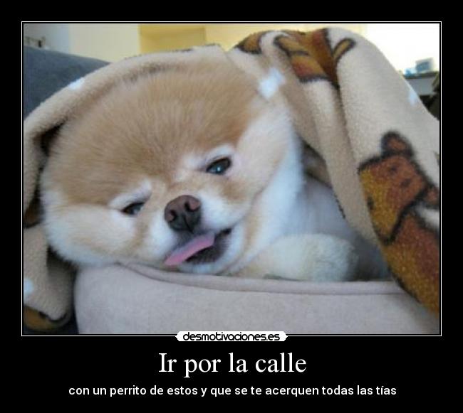 carteles perros desmotivaciones