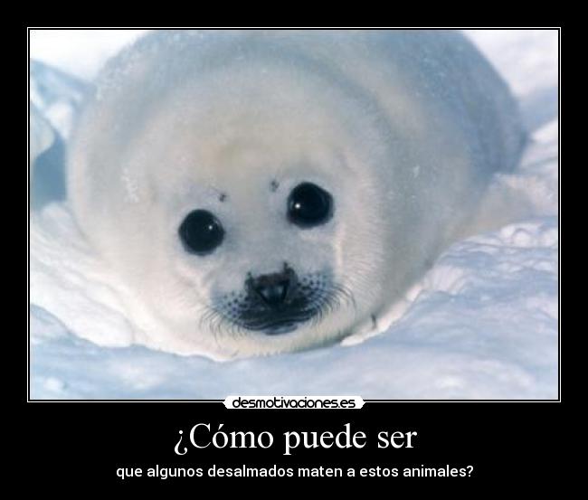 carteles foca matanza animal tierno personas desalmados desmotivaciones