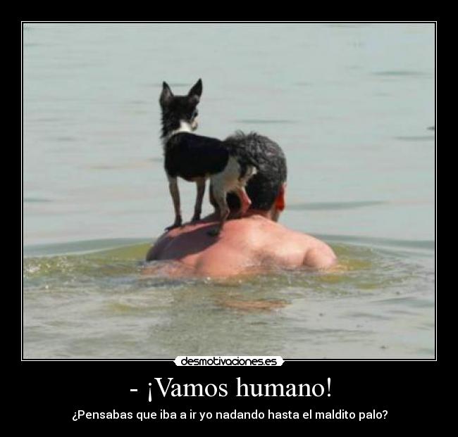 carteles perro cabron desmotivaciones