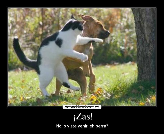 carteles gato punetazo perro perra compresa zas pim pam toma lacasitos desmotivaciones
