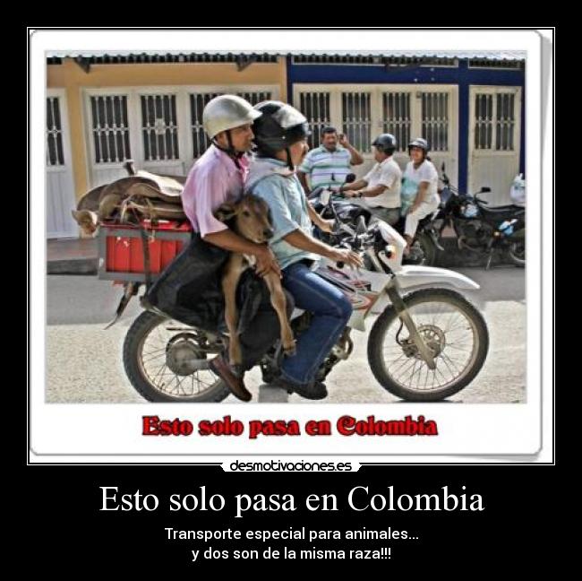 carteles colombia vaca becerro moto transporte desmotivaciones
