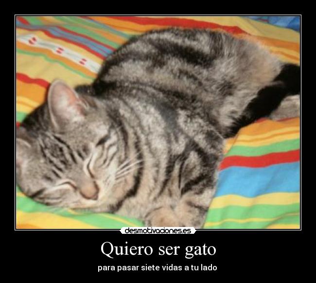 carteles minino desmotivaciones