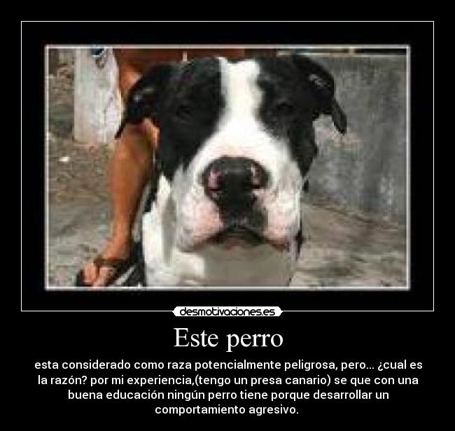carteles perro presa canario thor blanco negro peligroso desmotivaciones