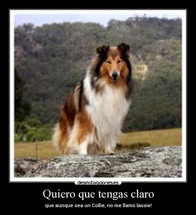 carteles lassie desmotivaciones