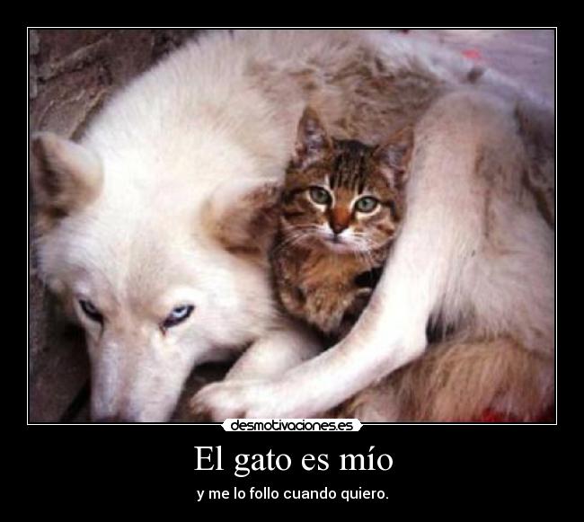 El gato es mío - 