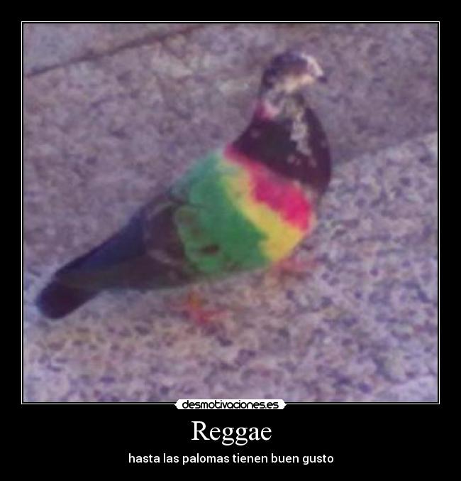 Reggae - hasta las palomas tienen buen gusto